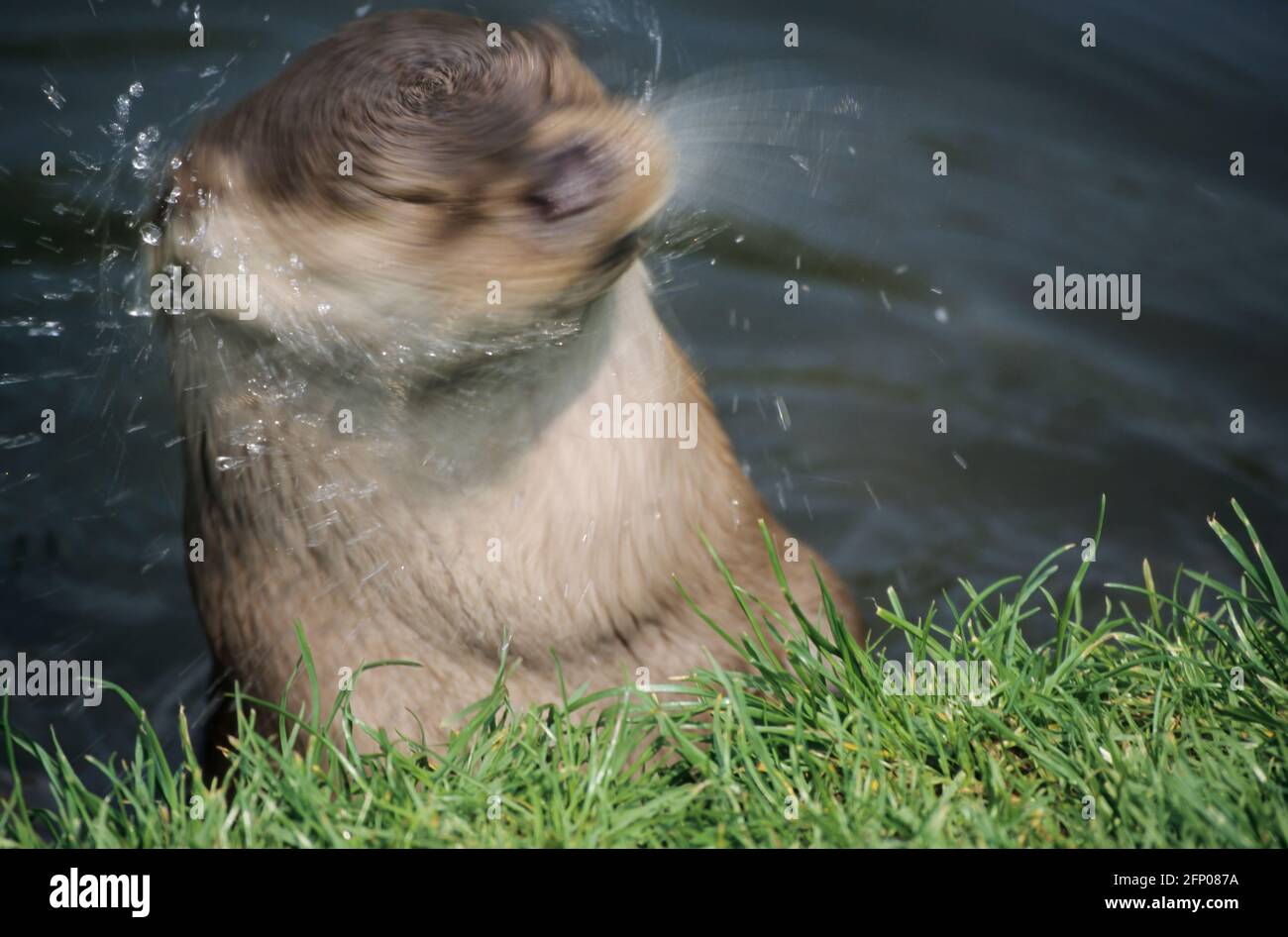British Otter Lutra lutra lutra The Otter Trust Suffolk, UK MA001702
