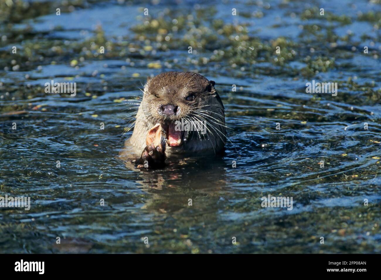 British Otter Lutra lutra lutra The Otter Trust Suffolk, UK MA001703