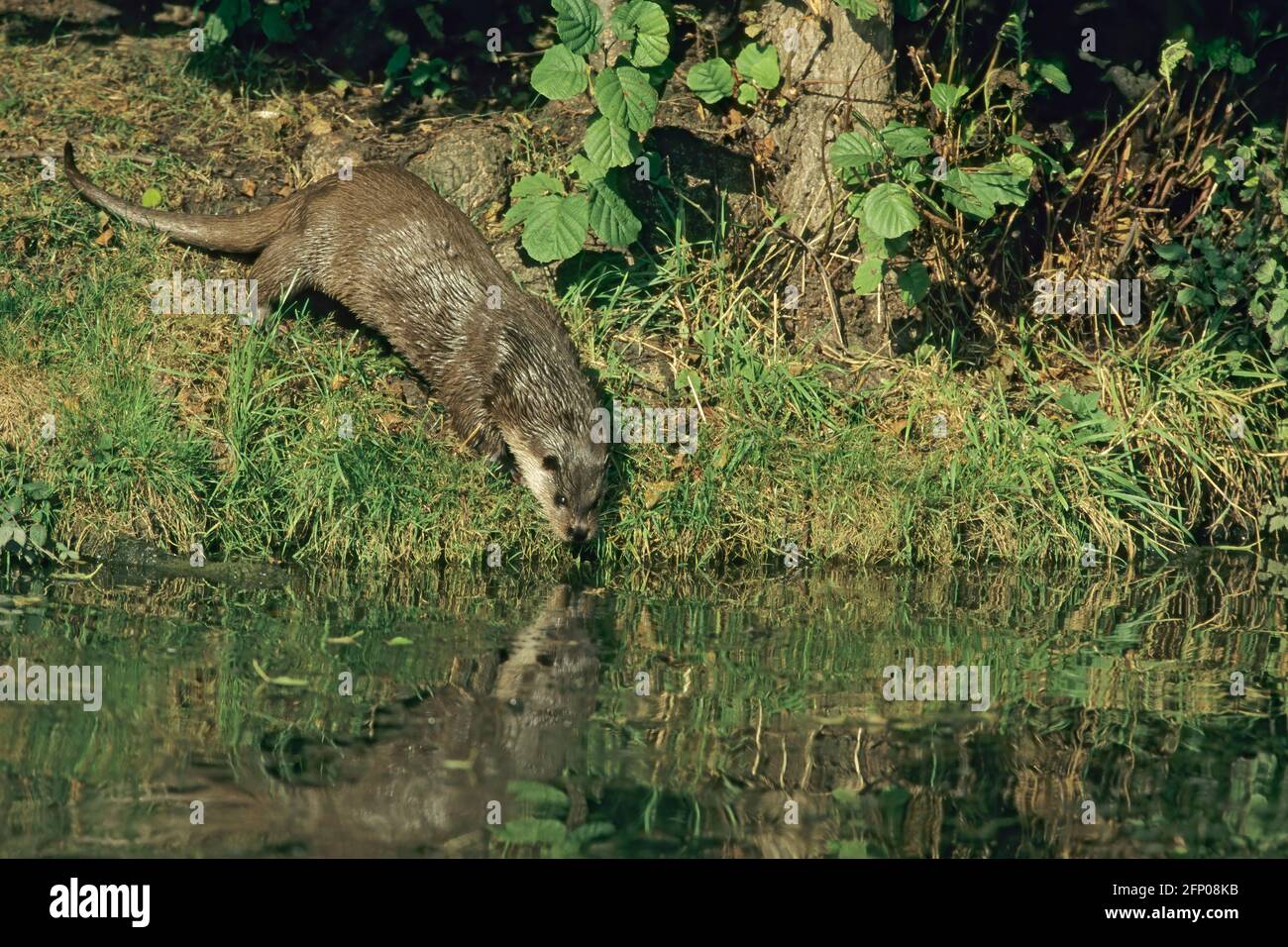 British Otter Lutra lutra lutra Otter Trust, Suffolk MA002264 Stock