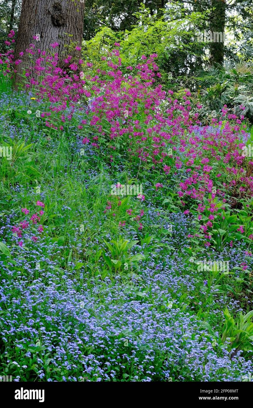 wildflowers in english country garden, norfolk, england Stock Photo - Alamy