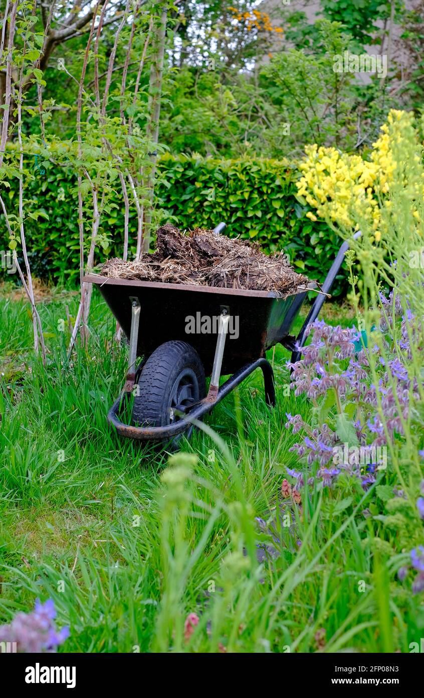 wheelbarrow with horse manure in english garden norfolk england