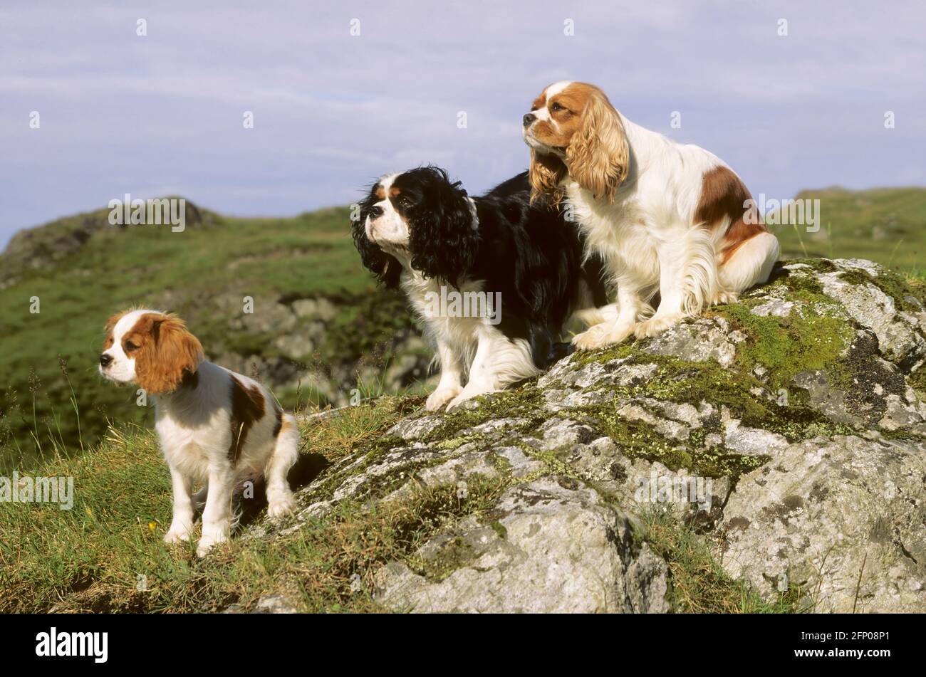 King Charles Spaniels Scotland, UK MA002274 Stock Photo