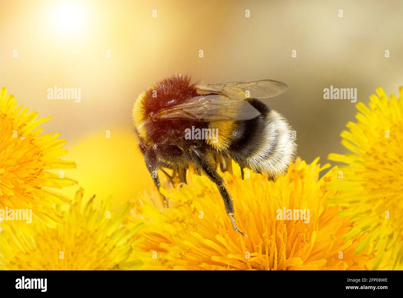 Bee and flower. Close up of a large striped bee collects honey on a  on a Sunny bright day.Summer and spring backgrounds Stock Photo