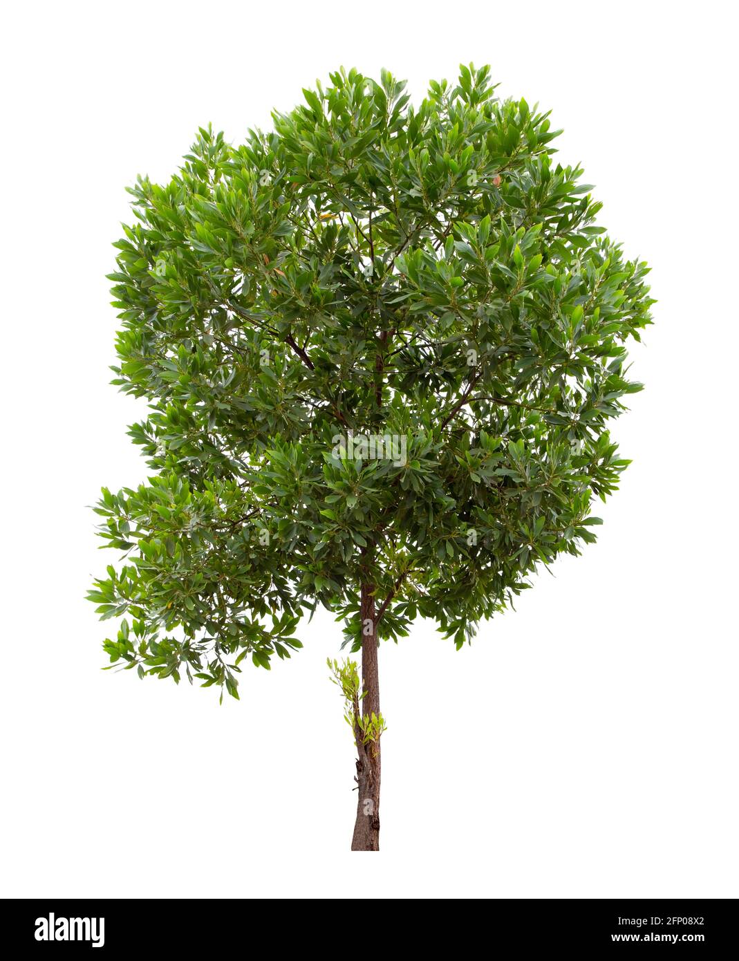 Beautiful green tree isolated on white background Stock Photo - Alamy