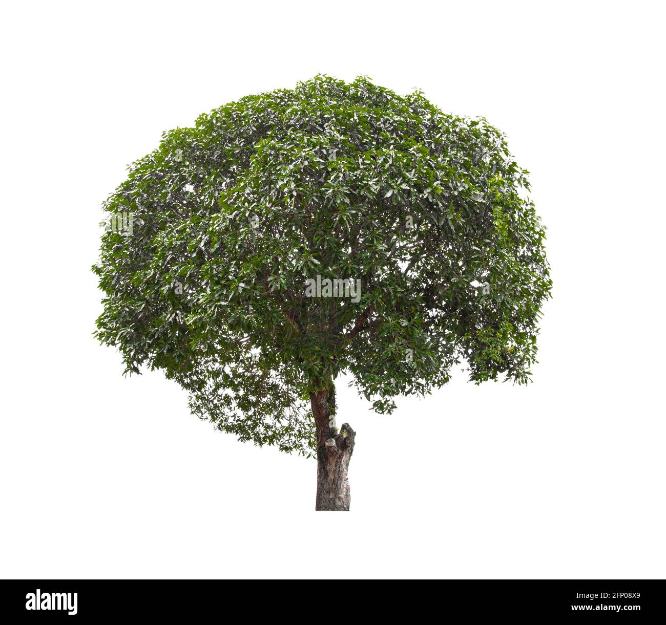 Beautiful green tree isolated on white background Stock Photo - Alamy