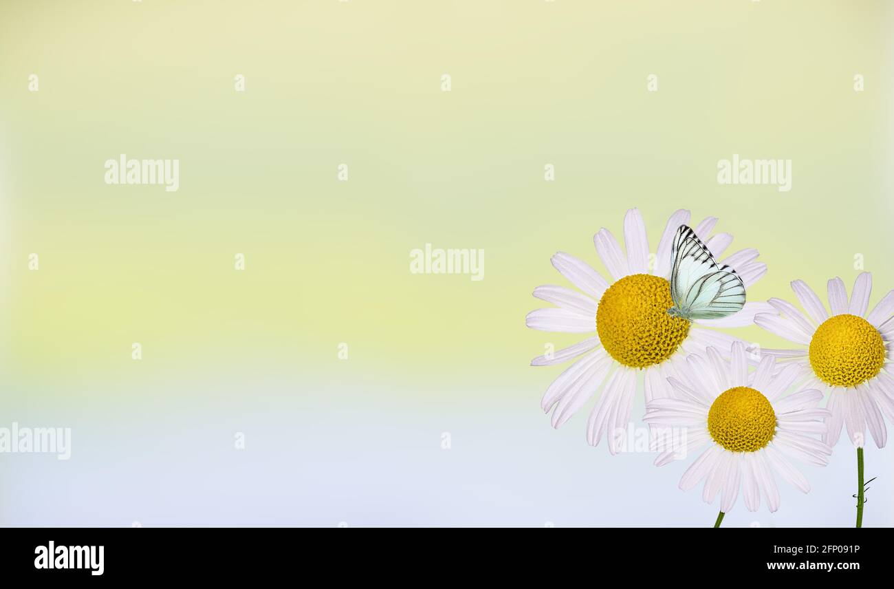 Beautiful wild flowers chamomile,  butterfly in morning haze in nature  Delightful airy artistic image. Stock Photo