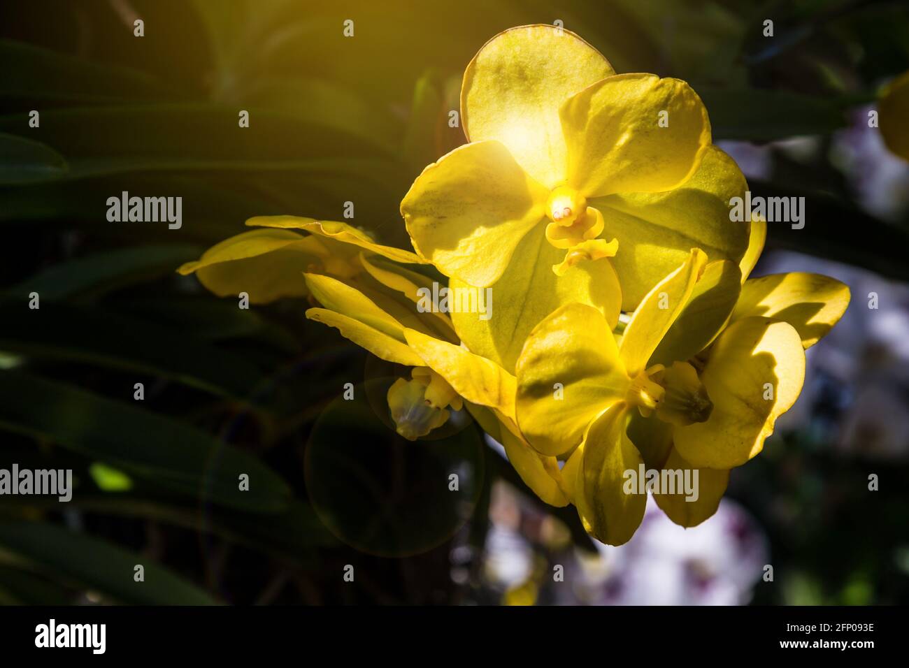 Yellow orchid flower in garden. Vanda Orchid. Stock Photo
