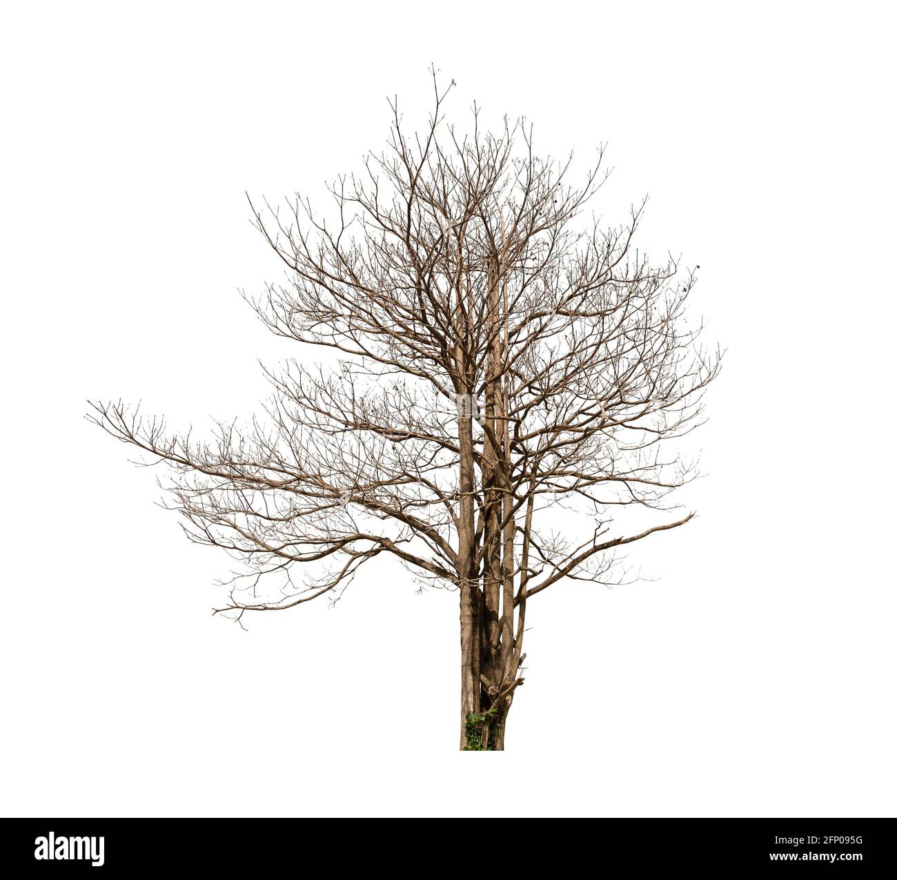 Dead tree isolated on white background Stock Photo - Alamy