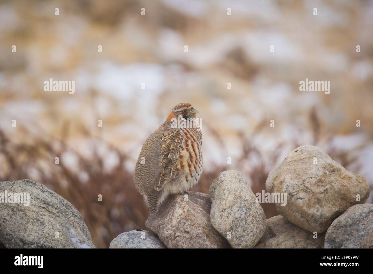 Tibetan Partridge, Perdix hodgsoniae, Hanle, Jammu and Kashmir, India Stock Photo