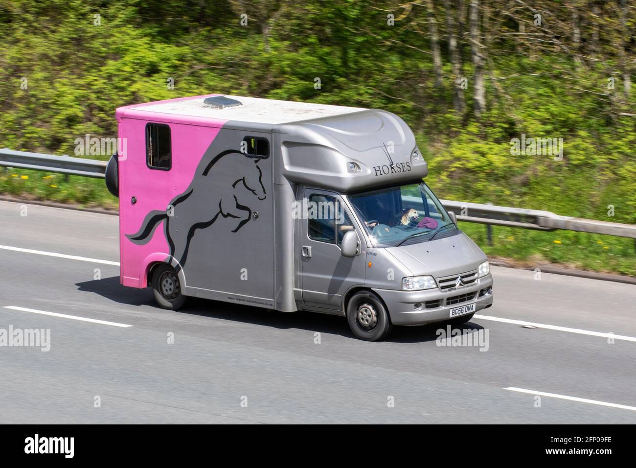 2006 grey pink Citroen Relay 1800 Td Hdi LWB LCV horsebox van; Coach built van conversion equine animal transport travelling on the M6 motorway, Lancashire, UK Stock Photo