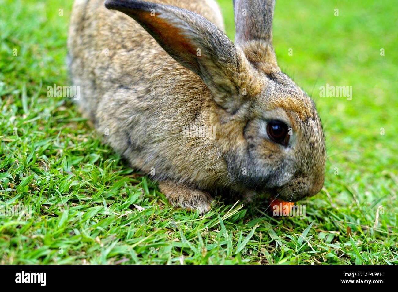 Rabbit at Taman Kelinci, Ciwidey, Bandung, Indonesia Stock Photo Alamy