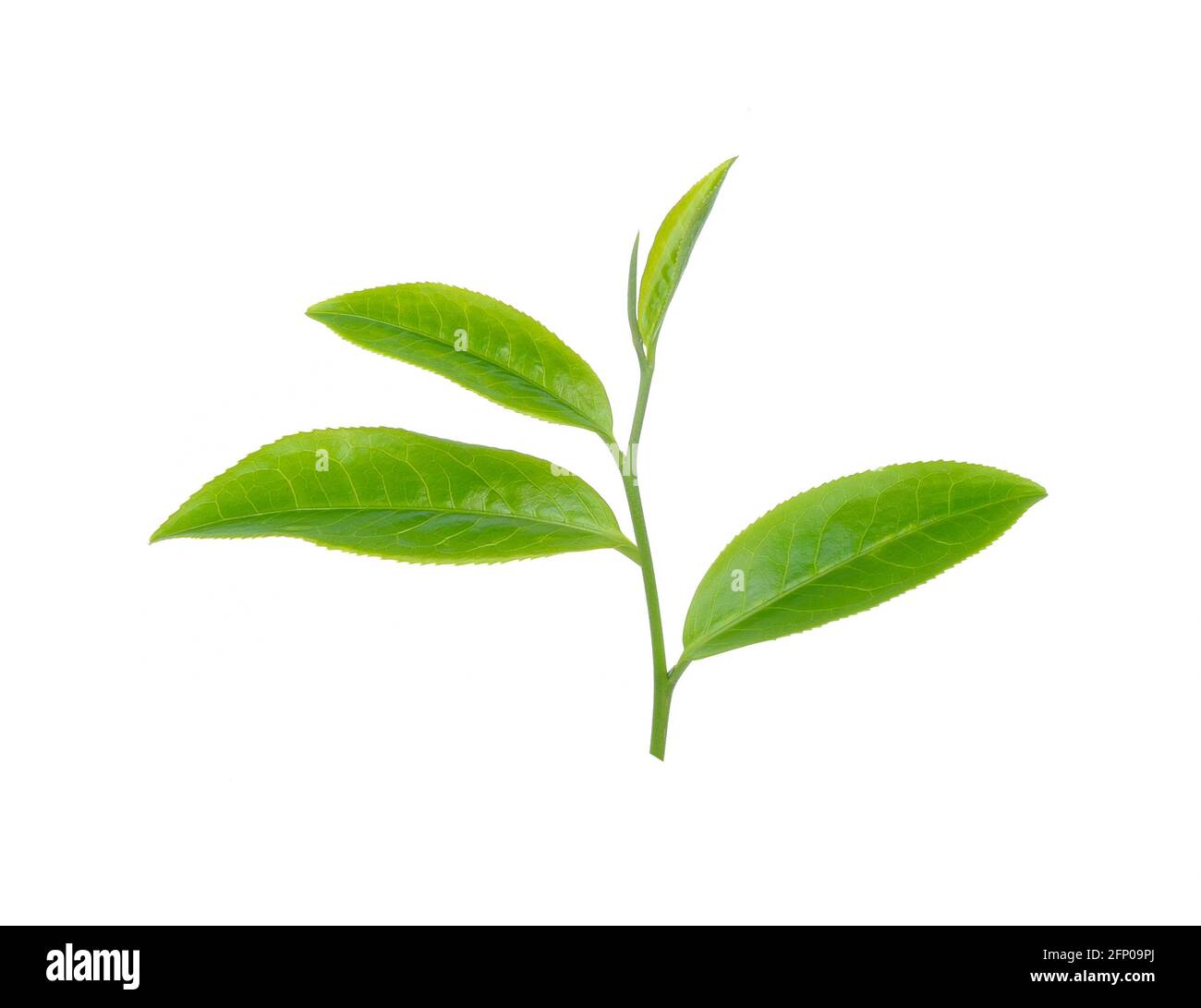 green tea leaf isolated on white background Stock Photo - Alamy