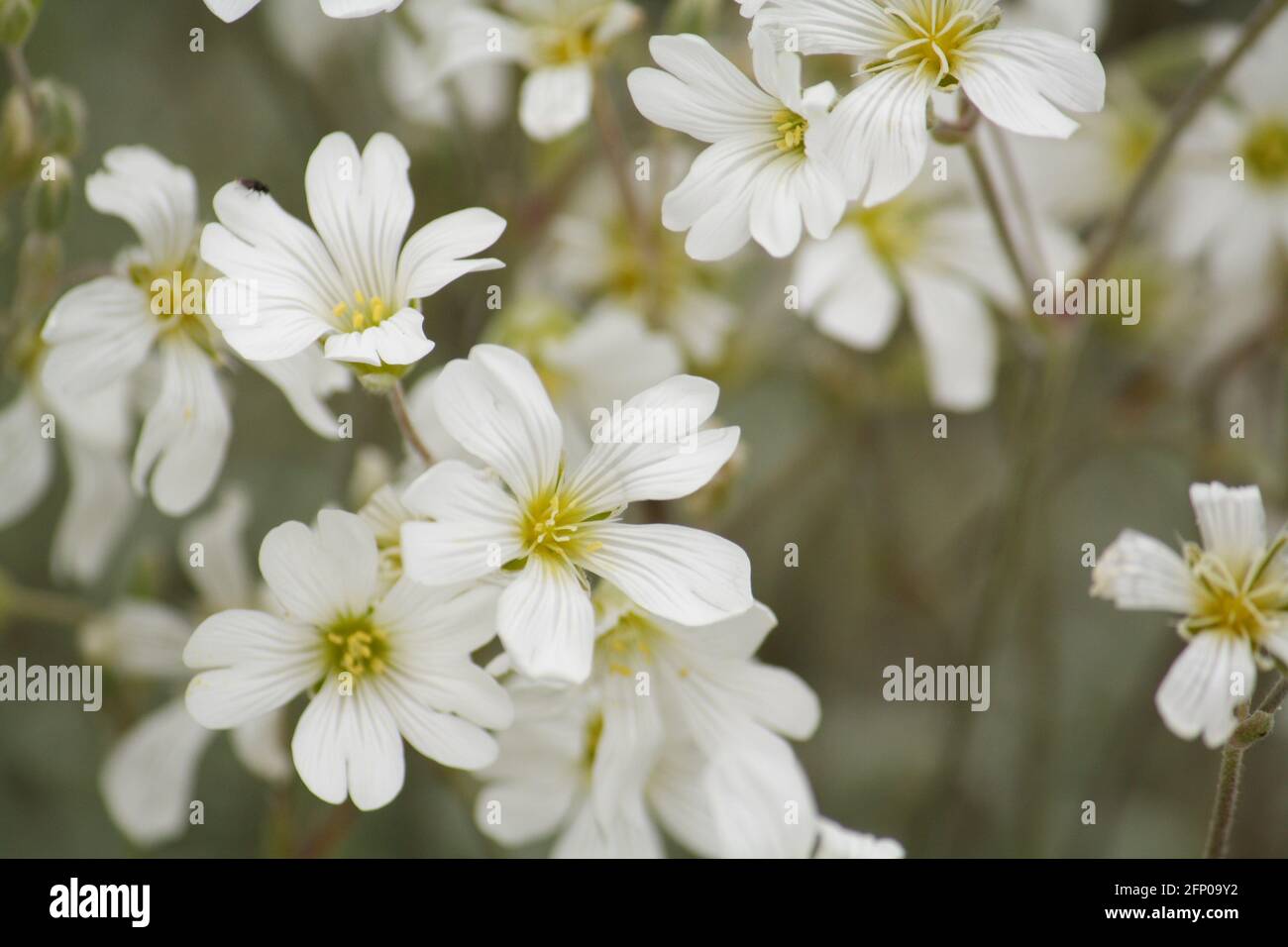 Close-up of pretty white cerastium tomentosum flowers in late spring. Also known as Snow-in-Summer. Stock Photo