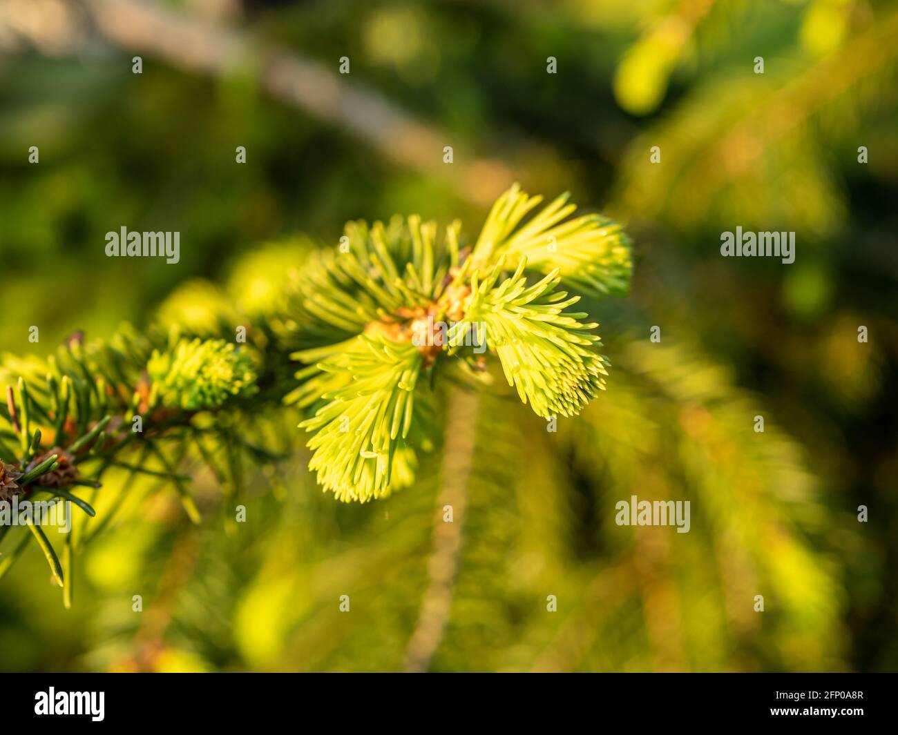 fresh shoots of a fir tree in spring Stock Photo Alamy