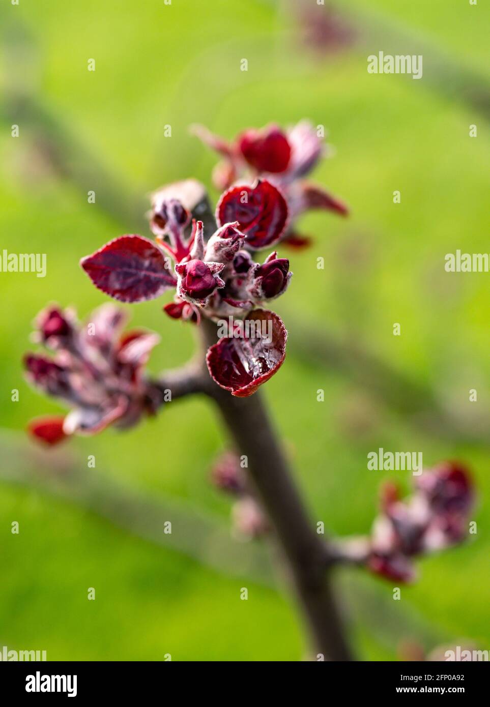 Apple tree blossom blooms red in spring Stock Photo Alamy