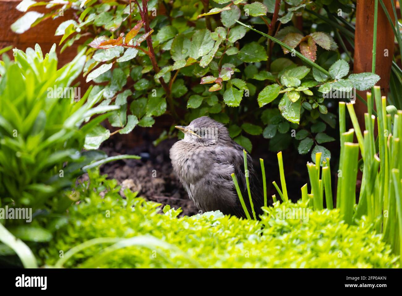 European starling, Sturnus Vulgaris, fledgling in amongst garden flora Stock Photo