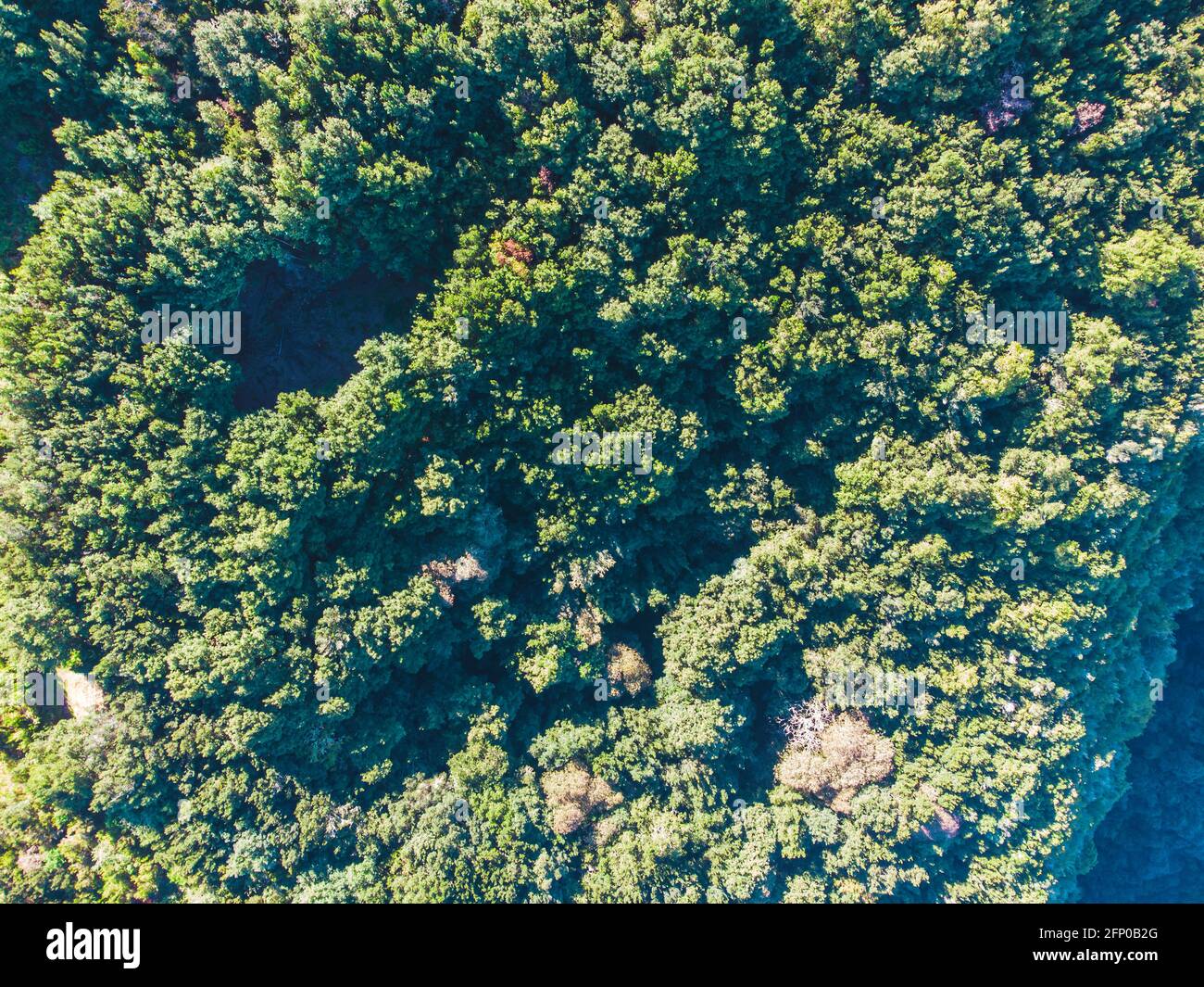 Drone view of forest and plant vegetation on La Palma island. Stock Photo