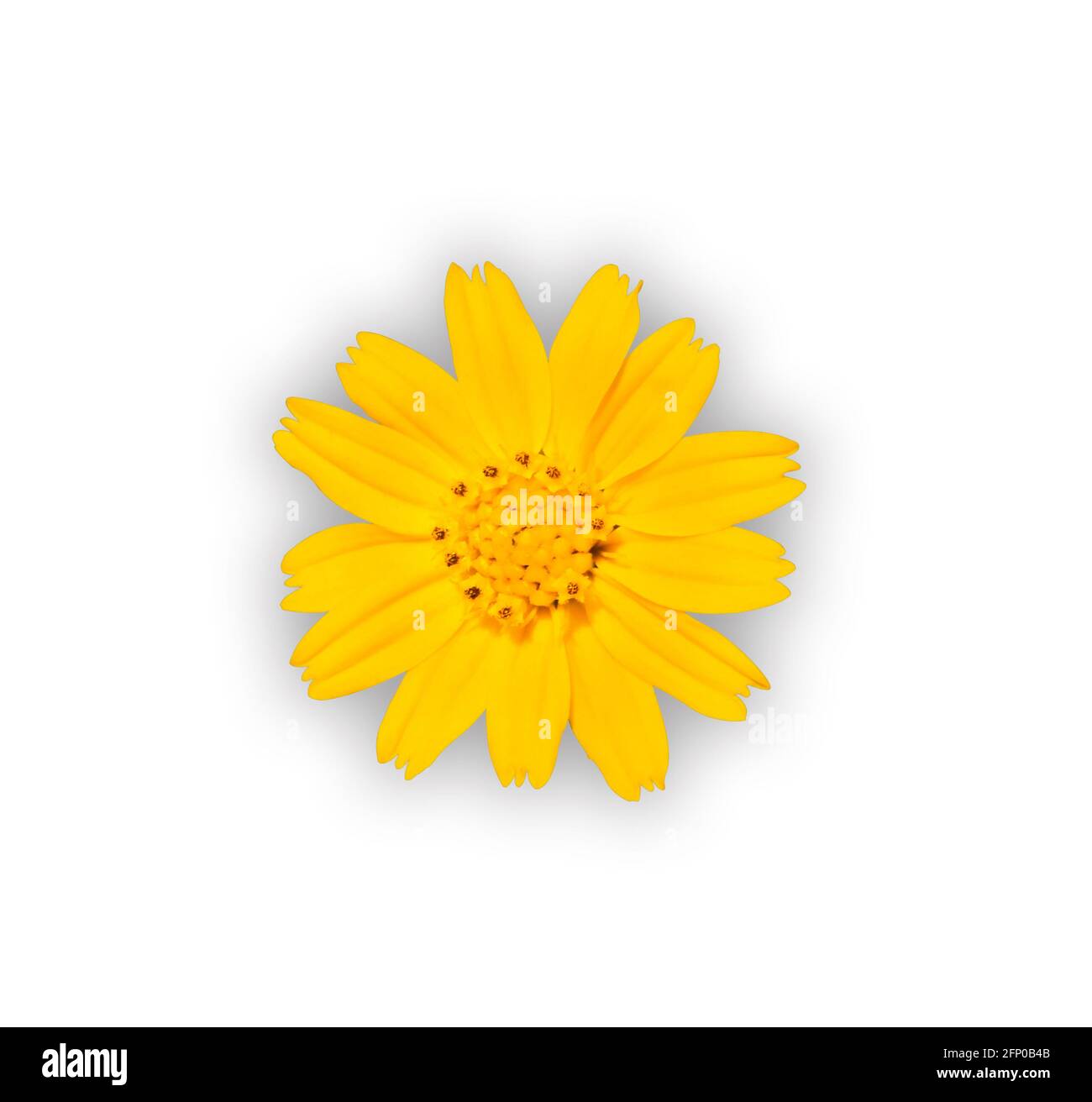 yellow flower isolated on white background Stock Photo - Alamy