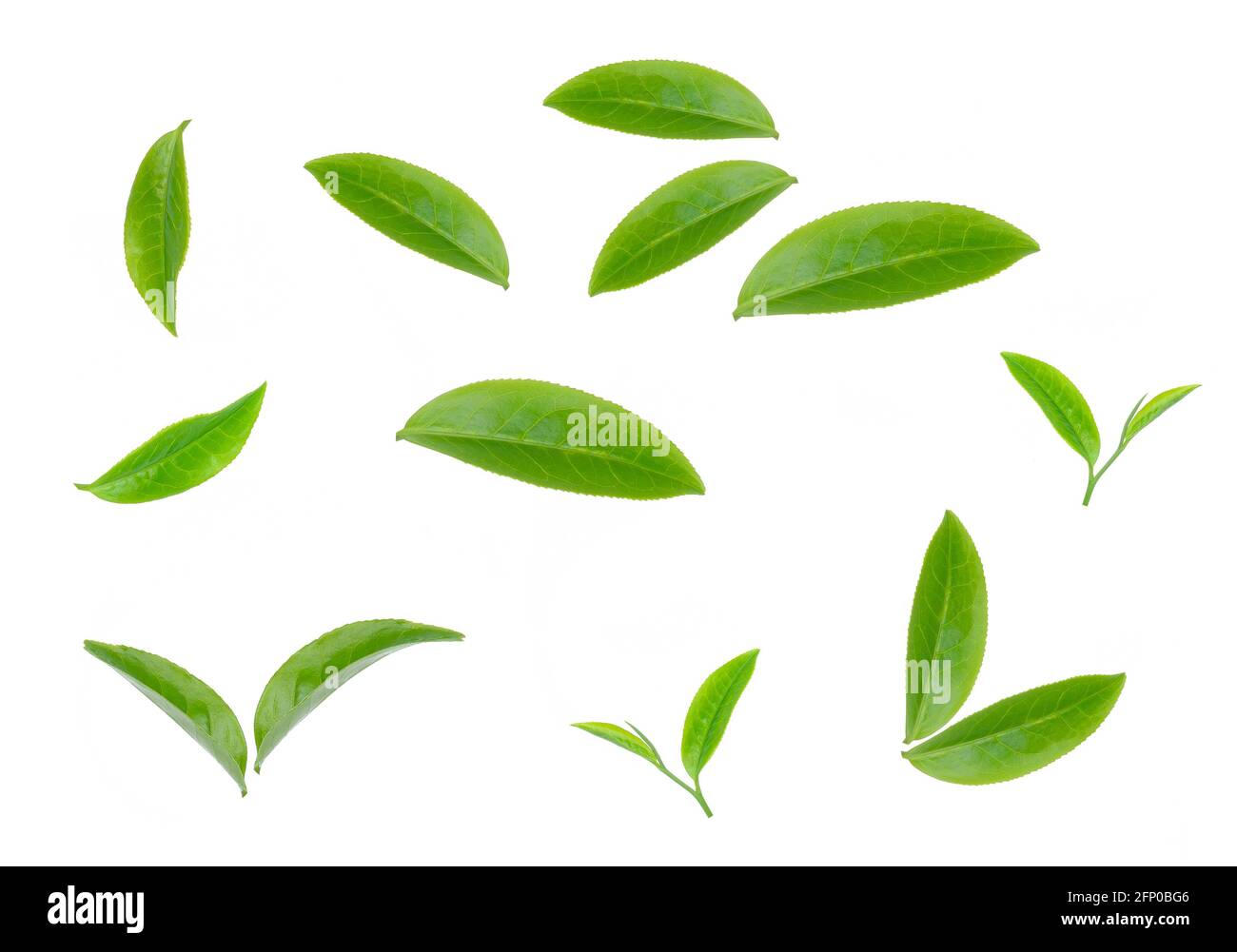 green tea leaf isolated on white background Stock Photo - Alamy
