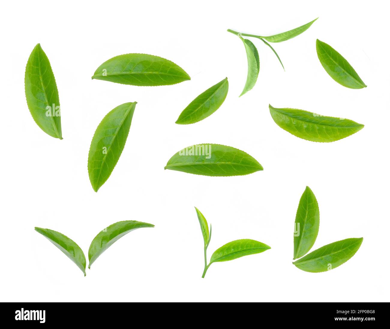 green tea leaf isolated on white background Stock Photo - Alamy