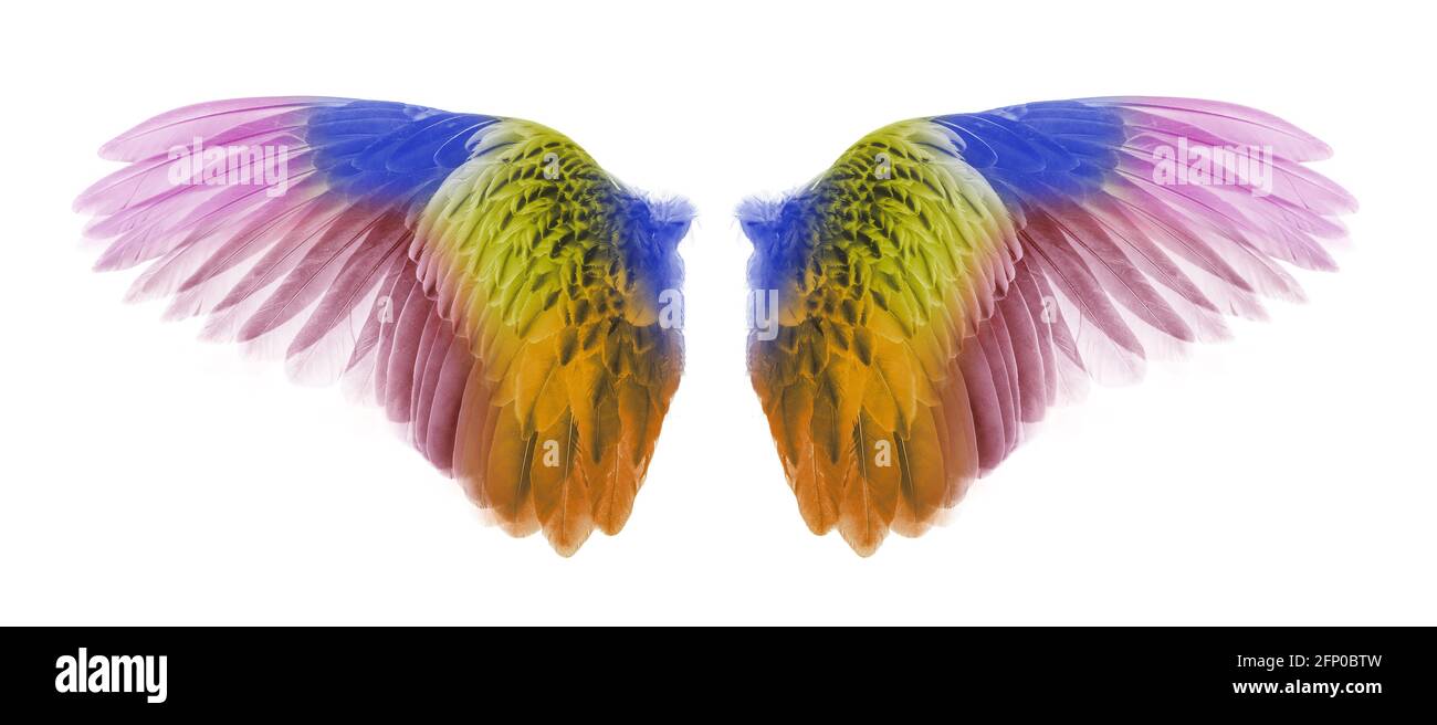 Wings of birds isolated on white background Stock Photo - Alamy