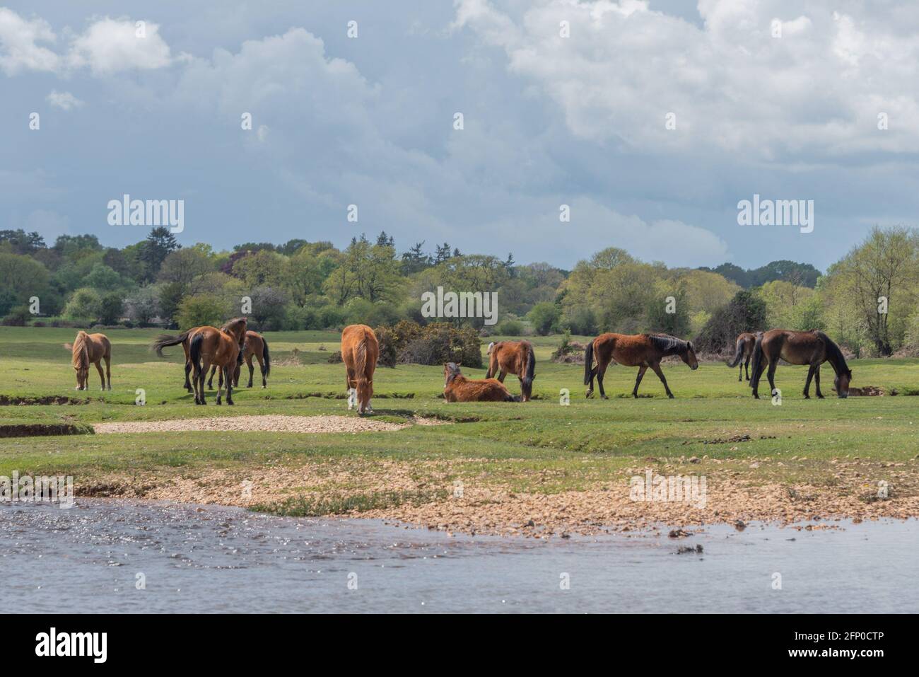 New Forest ponies at stream - 2 Stock Photo