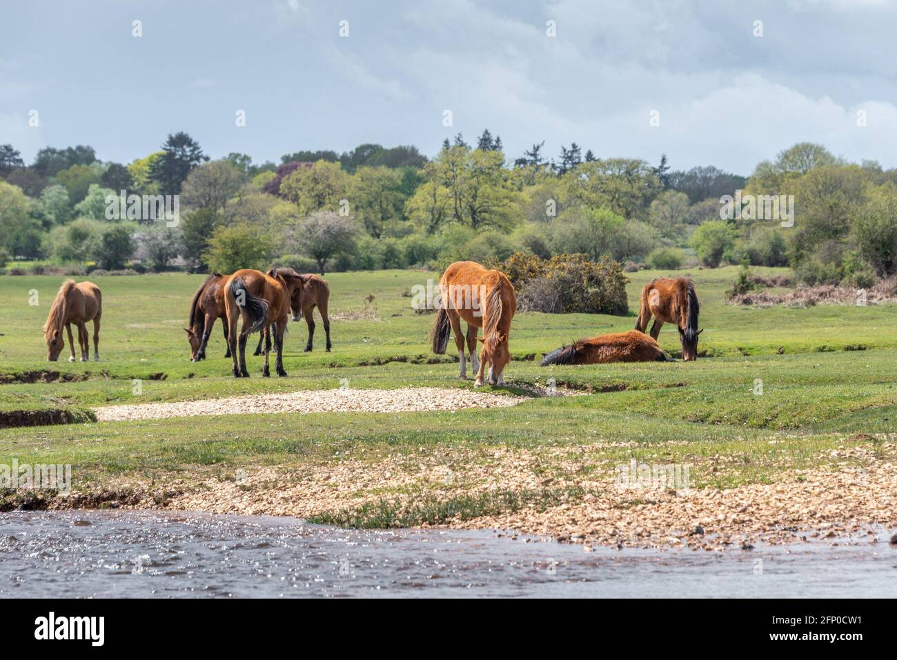 New Forest ponies in May Stock Photo