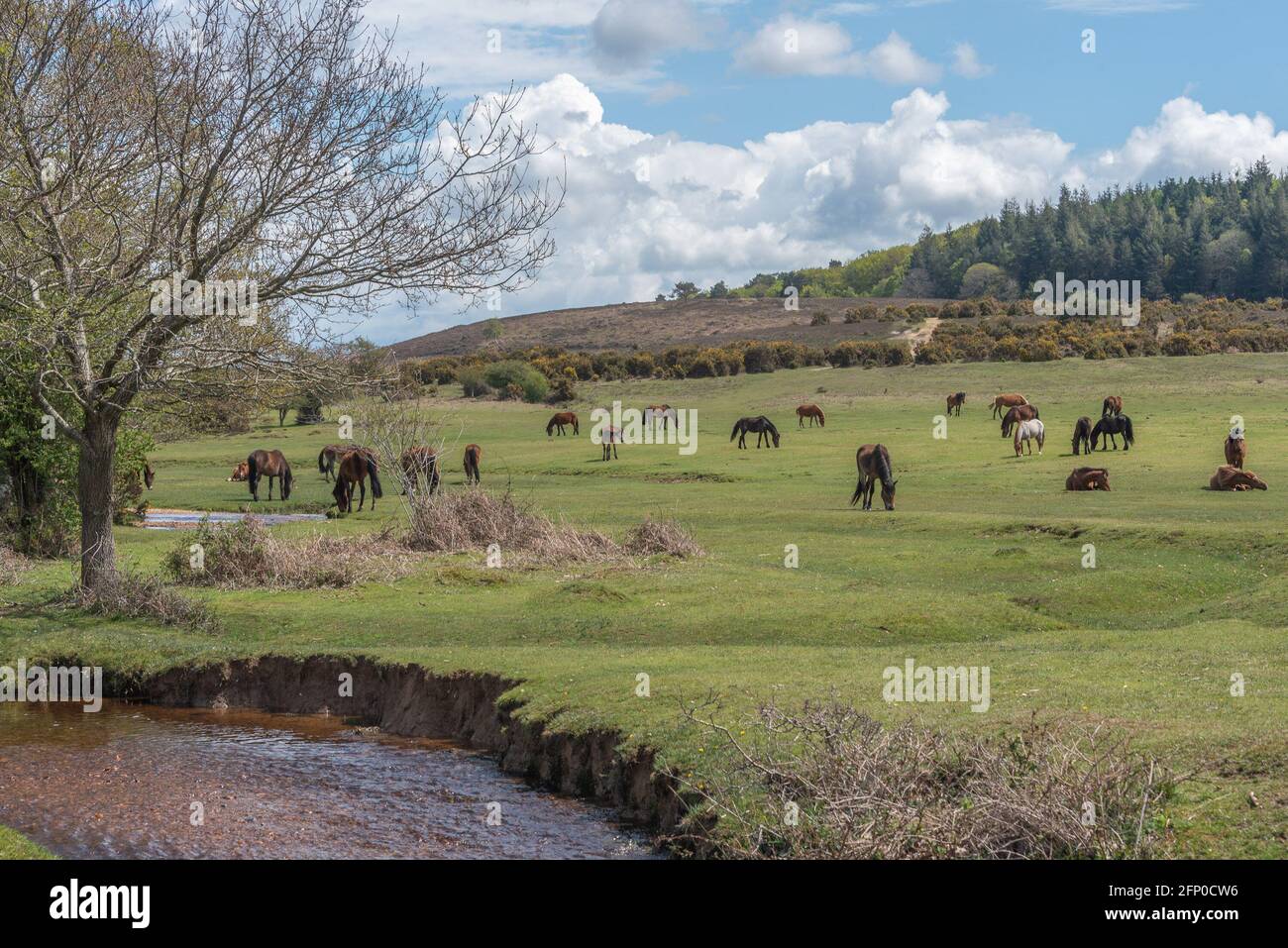 New Forest ponies by river Stock Photo