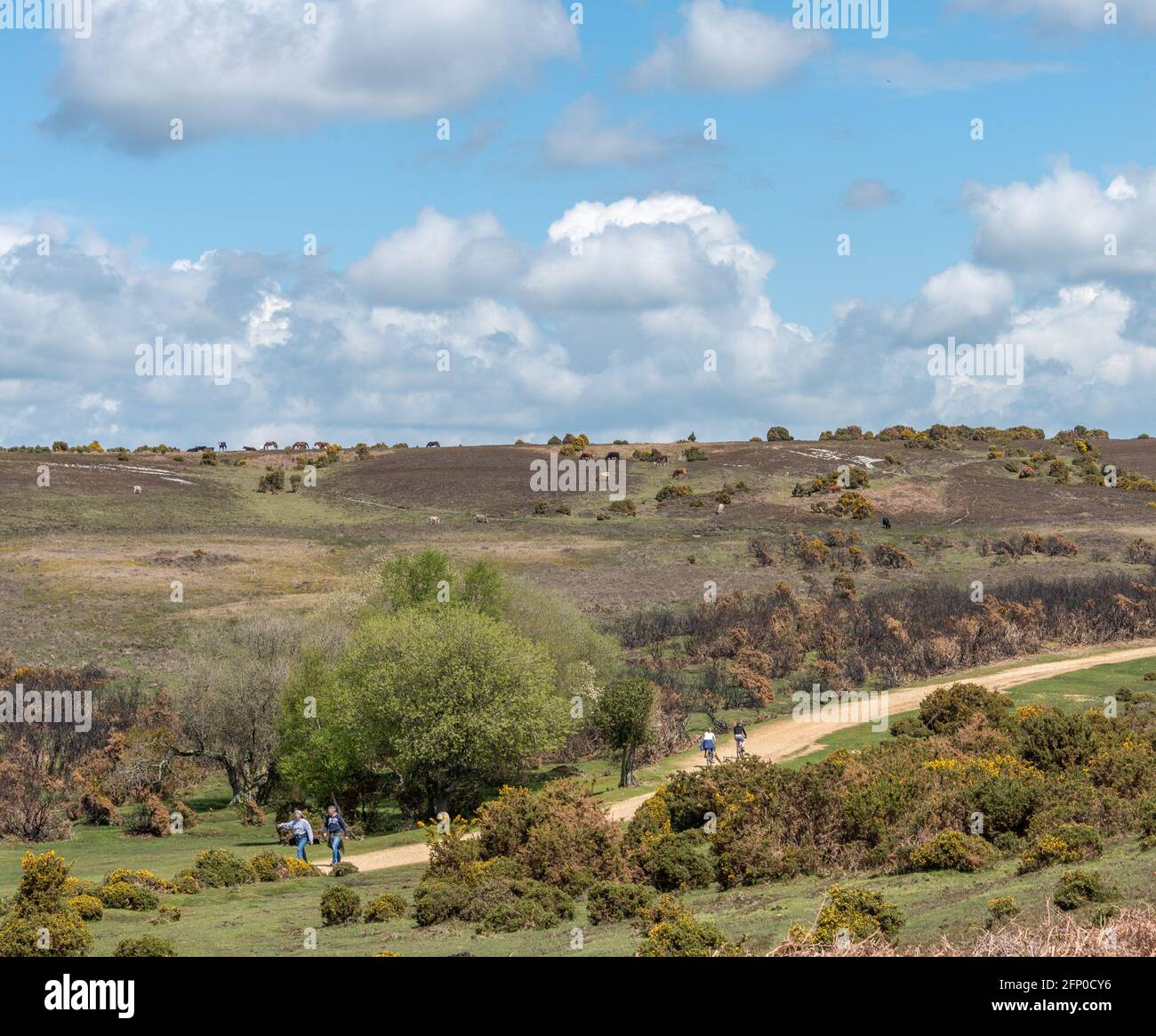 New Forest walkers and cyclists Stock Photo Alamy