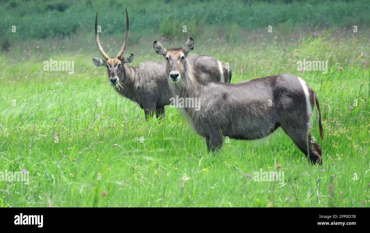 Male and female bushbuck (Imperious male waterbuck (Kobus ellipsiprymnus) Stock Photo