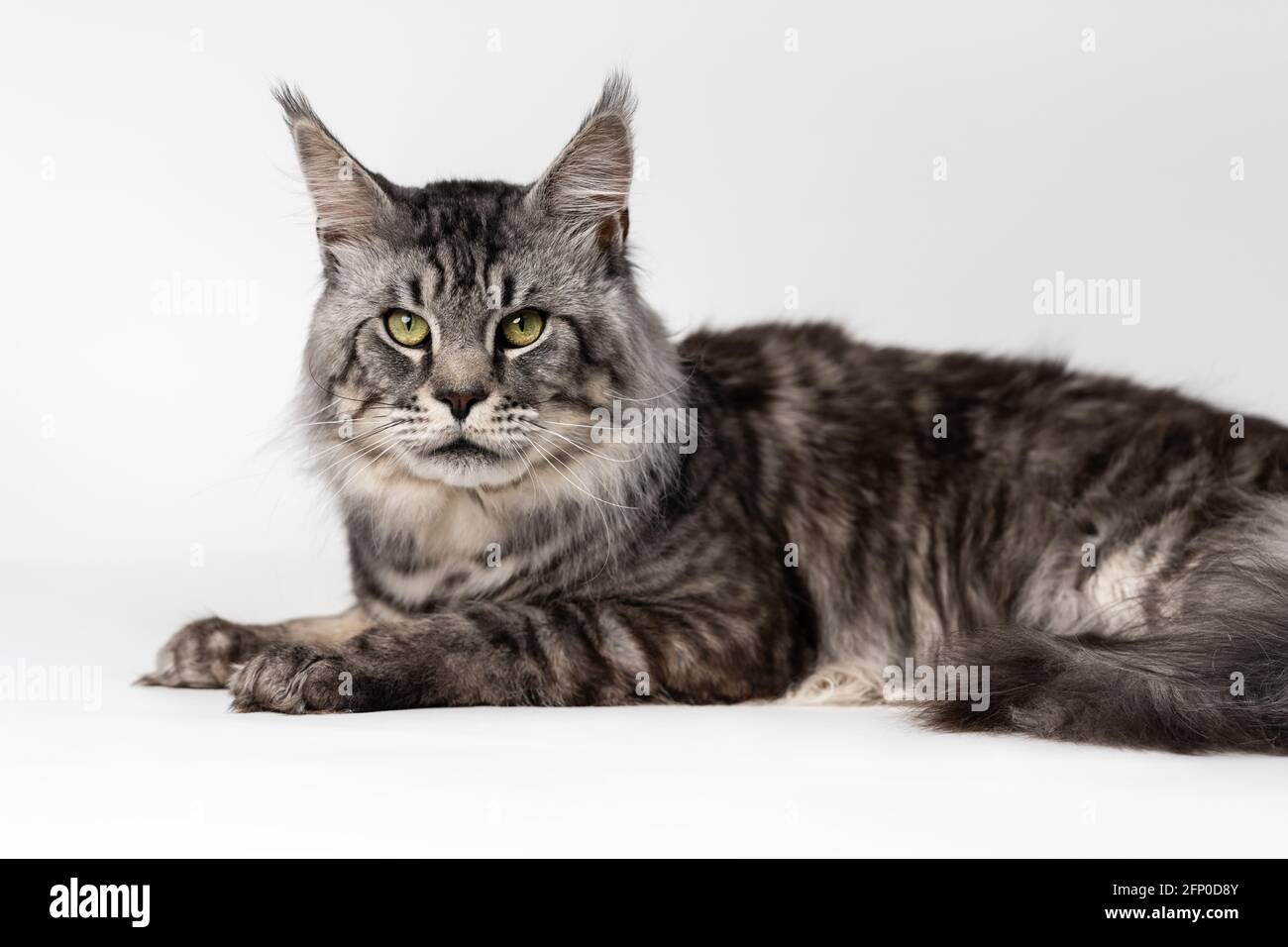 Lovely cat breed Maine Coon Cat. Portrait of mackerel tabby male