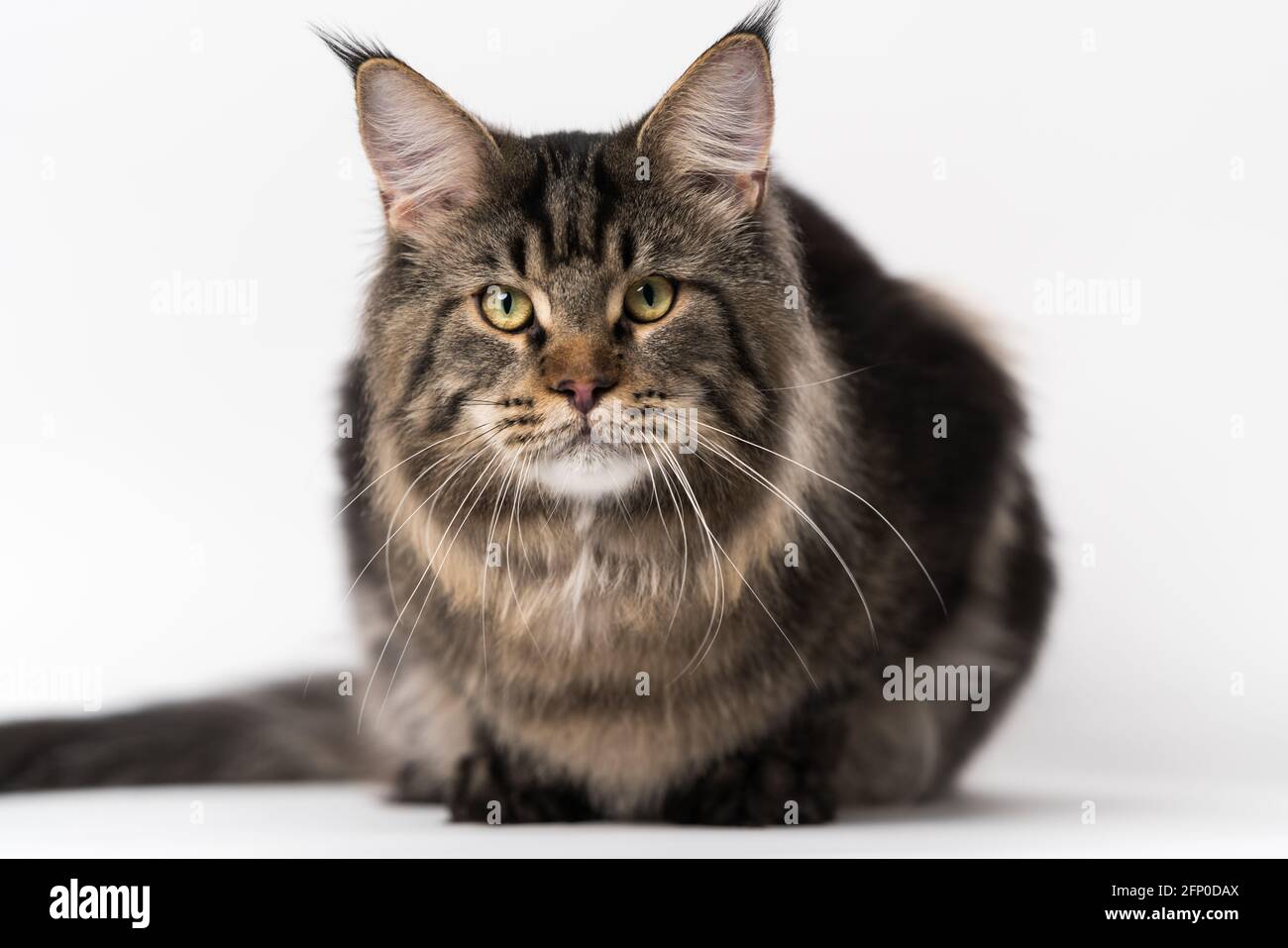 Front view portrait of mackerel tabby Maine Coon Cat. Obedient longhair