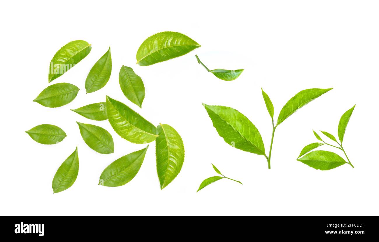 Green tea leaf isolated on white Stock Photo - Alamy