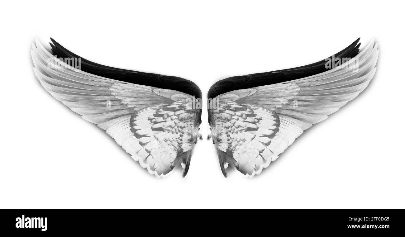 Wings of birds isolated on white background Stock Photo - Alamy