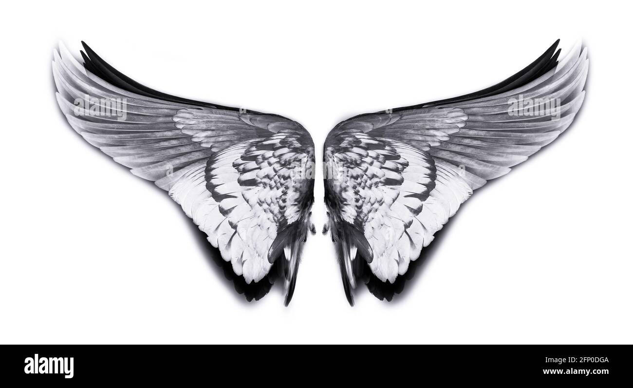 Wings of birds isolated on white background Stock Photo - Alamy