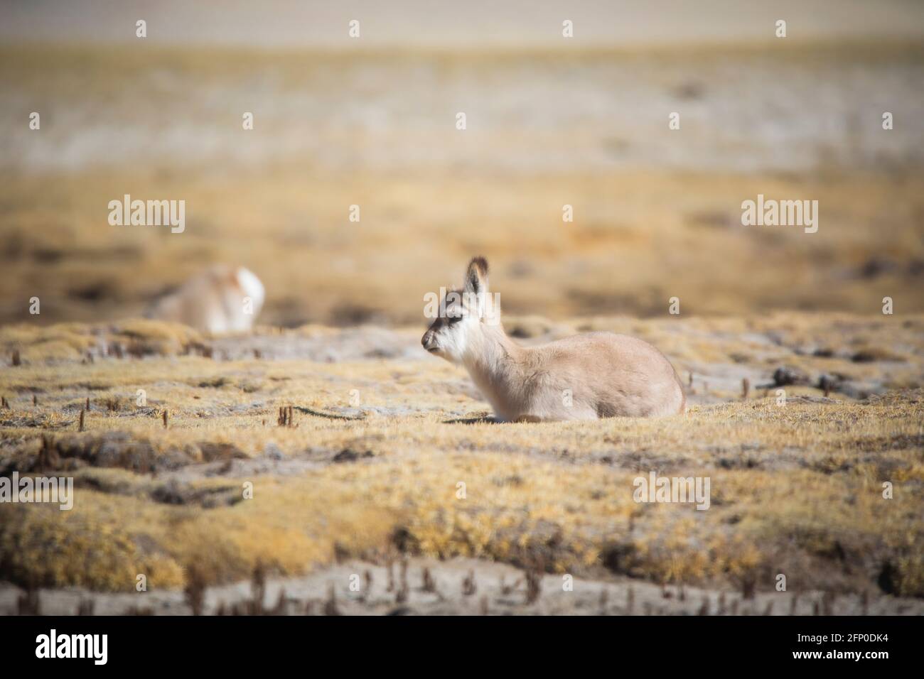 Tibetan Gazelle, Procapra picticaudata, Gurudonmar, Sikkim, India Stock Photo