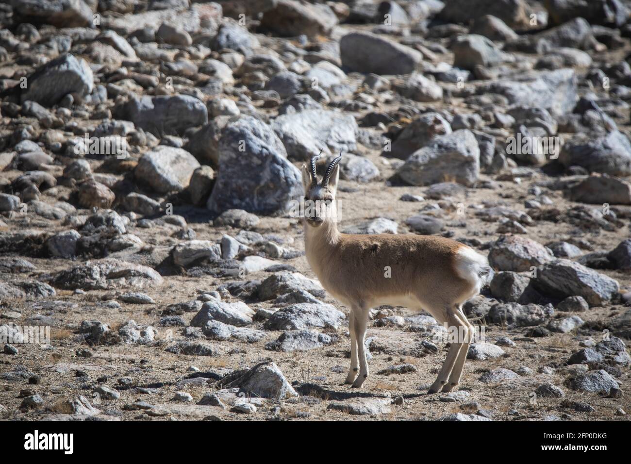 Tibetan Gazelle, Procapra picticaudata, Gurudonmar, Sikkim, India Stock Photo