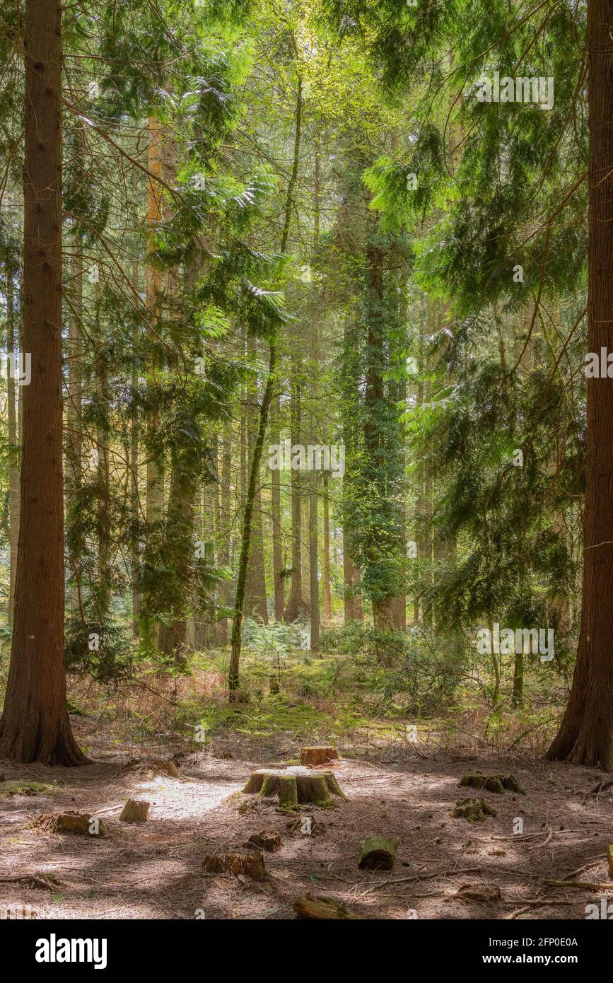 Sunlit forest floor, The New Forest Stock Photo