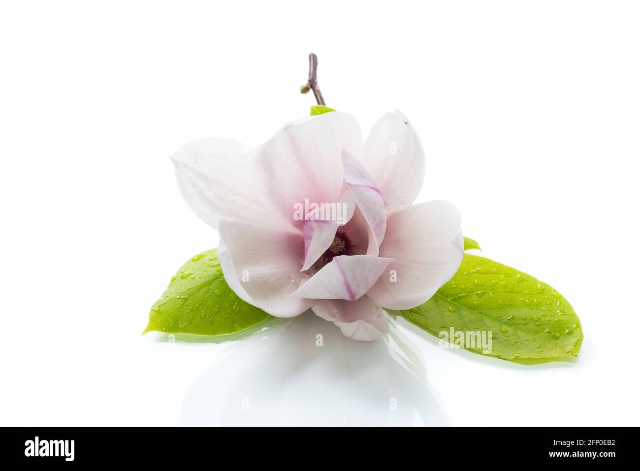 one pink flower on a branch of blooming magnolia close up Stock Photo ...