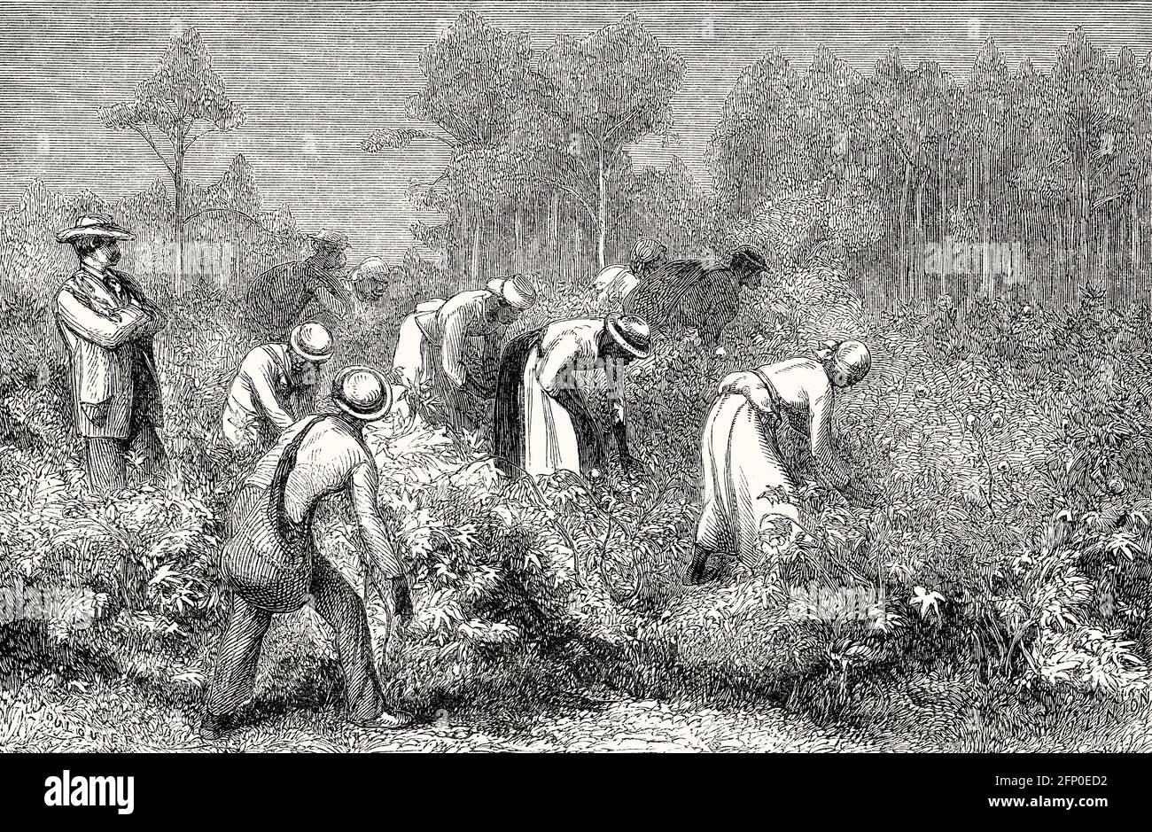 US-American history, cotton picking, 19th century Stock Photo