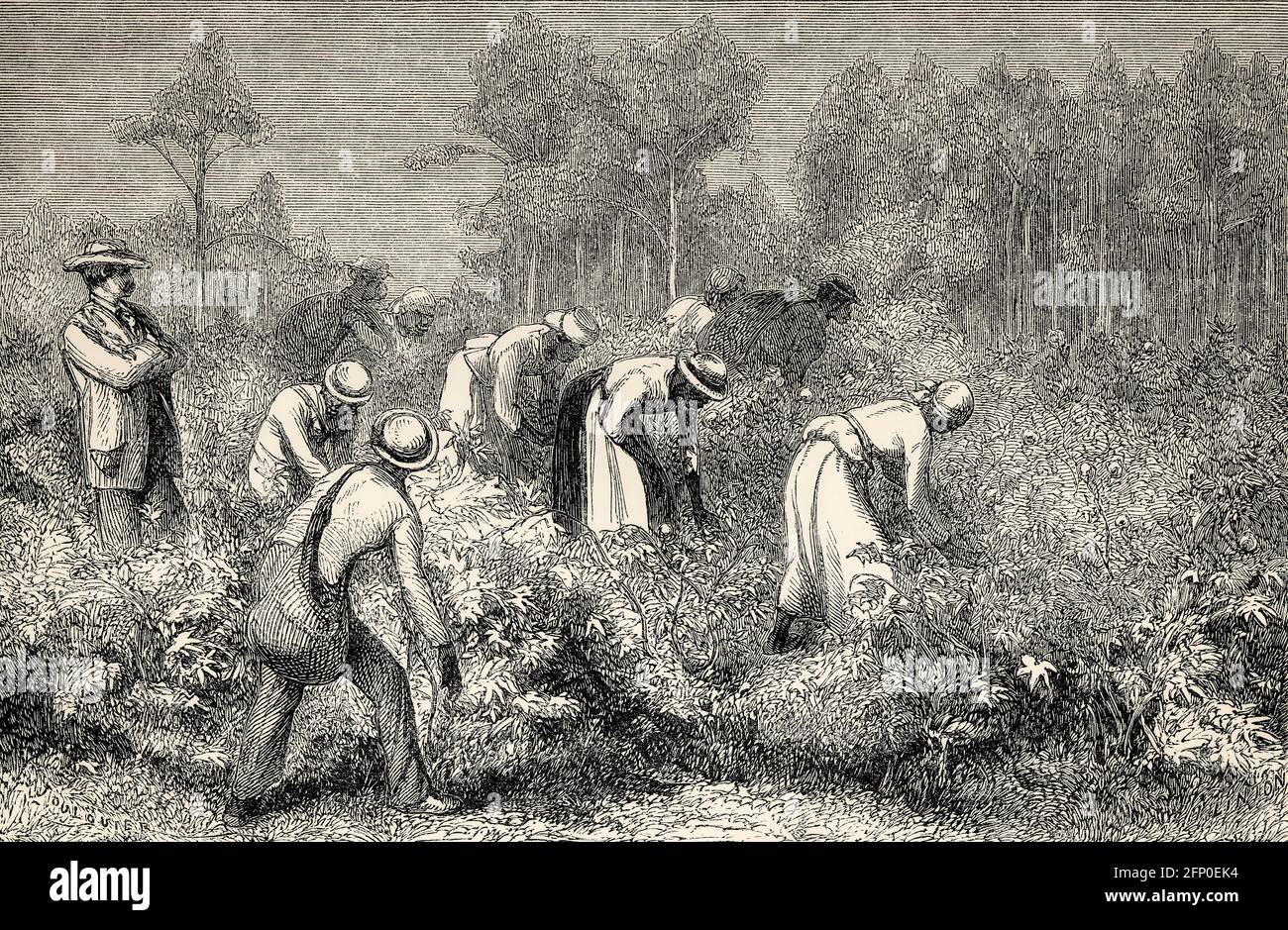 US-American history, cotton picking, 19th century Stock Photo