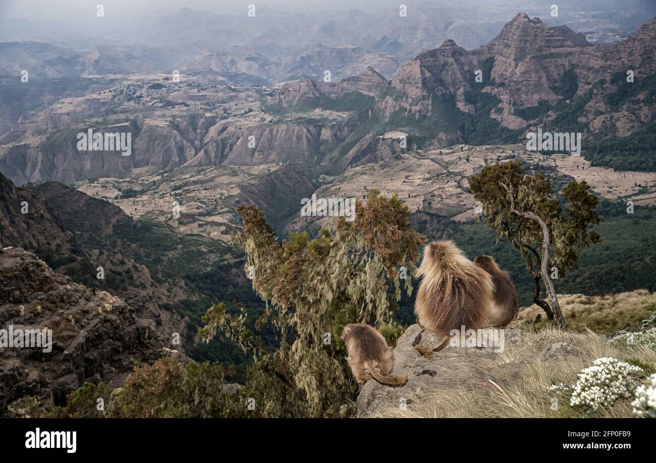 Geladas are one of the only species of primate to reside in this open hillside habitat. SIMIEN MOUNTAINS NATIONAL PARK, ETHIOPIA: MEET THE adulterous Stock Photo
