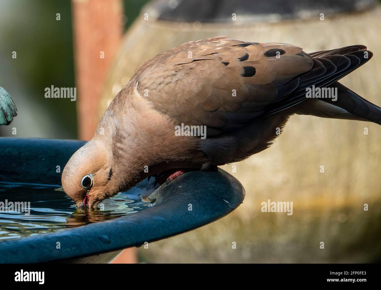 ]Mourning Dove on the backyard fountain Stock Photo - Alamy