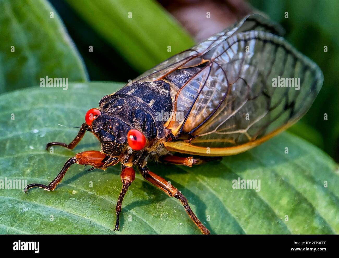 Cicada lands on a green garden leaf Stock Photo Alamy