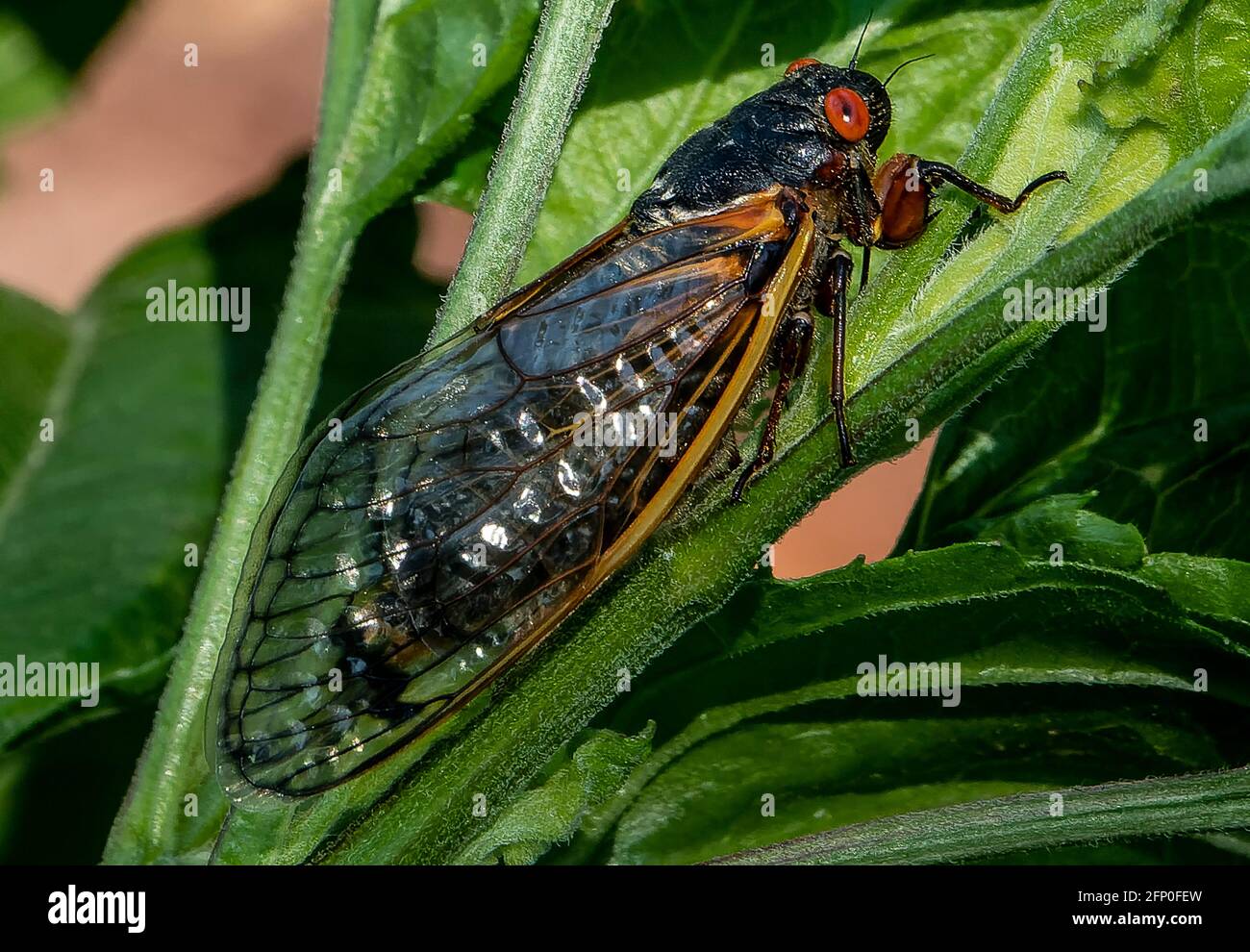 Cicada lands on a green garden leaf Stock Photo Alamy