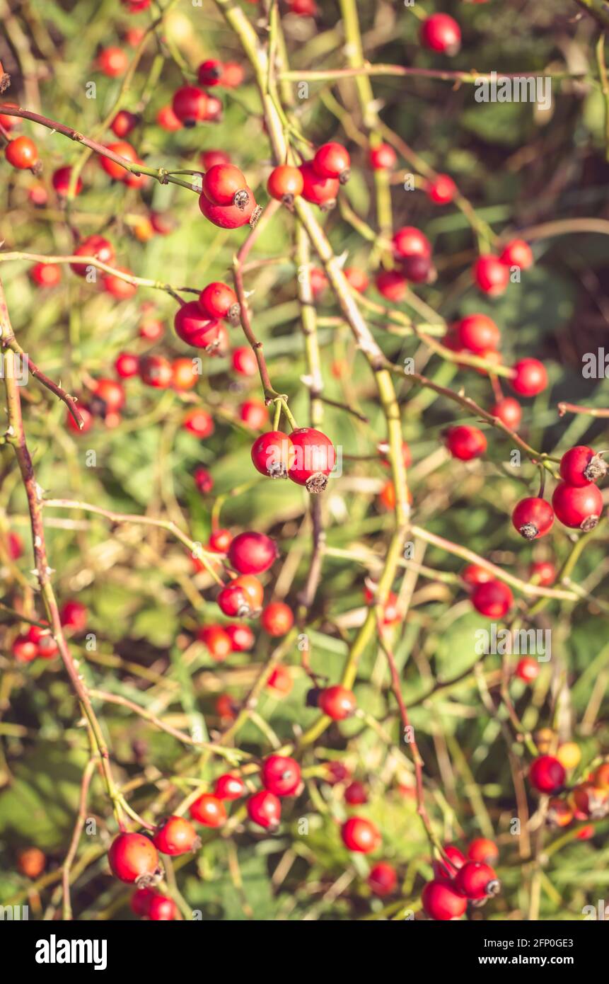 Rose hip in nature hi-res stock photography and images - Alamy