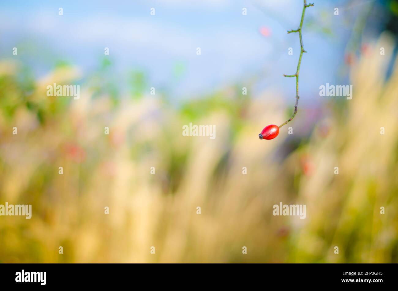 Rose hip in nature hi-res stock photography and images - Alamy