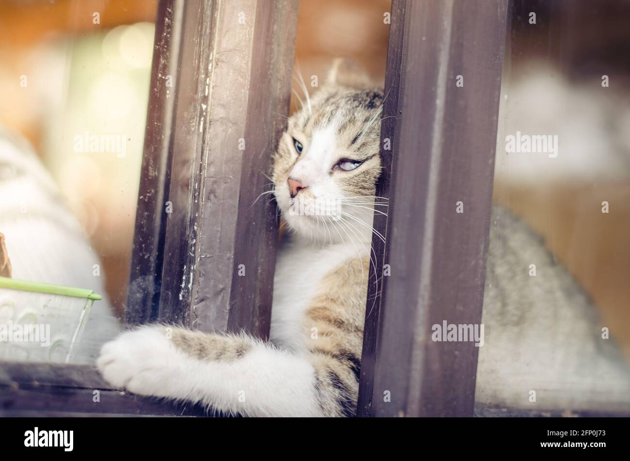 cat trying to escape from prison behind window Stock Photo Alamy