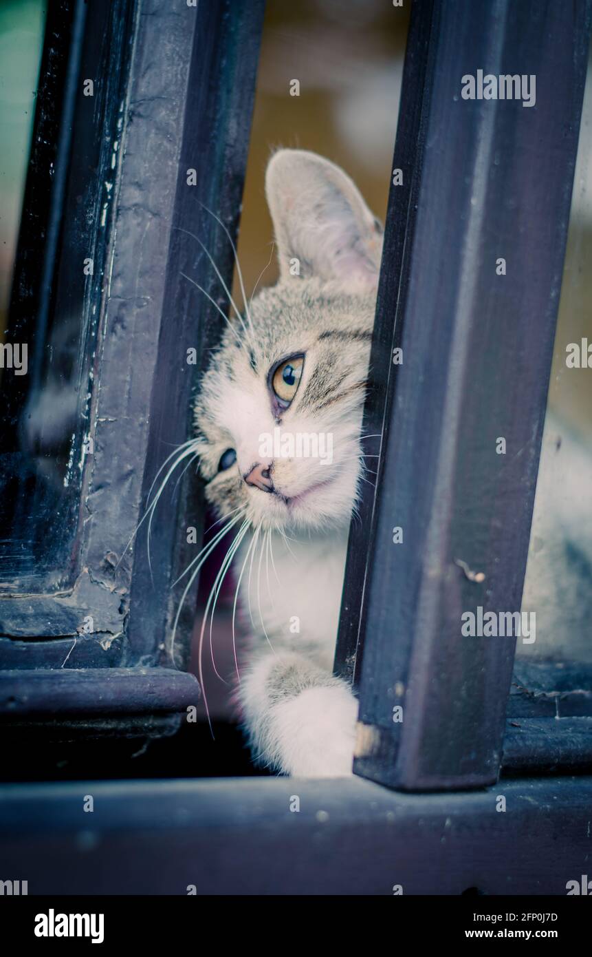cat trying to escape from prison behind window Stock Photo Alamy