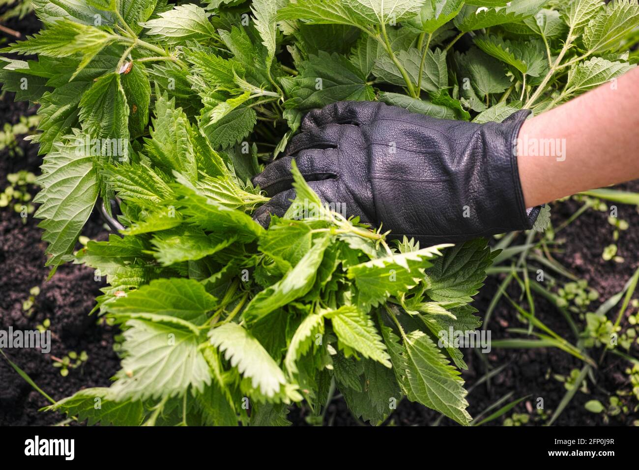 Person hand in protective glove picking stinging nettle in a bucket Stock Photo